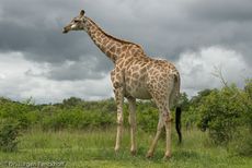 Giraffe (73 von 94).jpg
